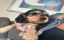 Cocker Spaniel dogs for sale: Cocker Spaniel Puppies - Image 1