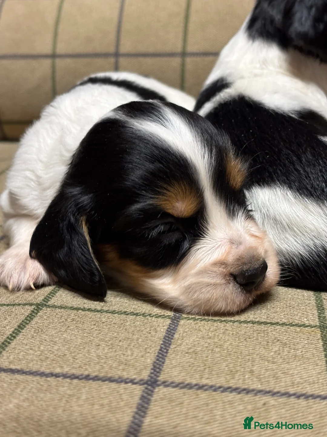 Cocker Spaniel dogs for sale: Stunning Cocker Spaniel Puppies  - Advert 10