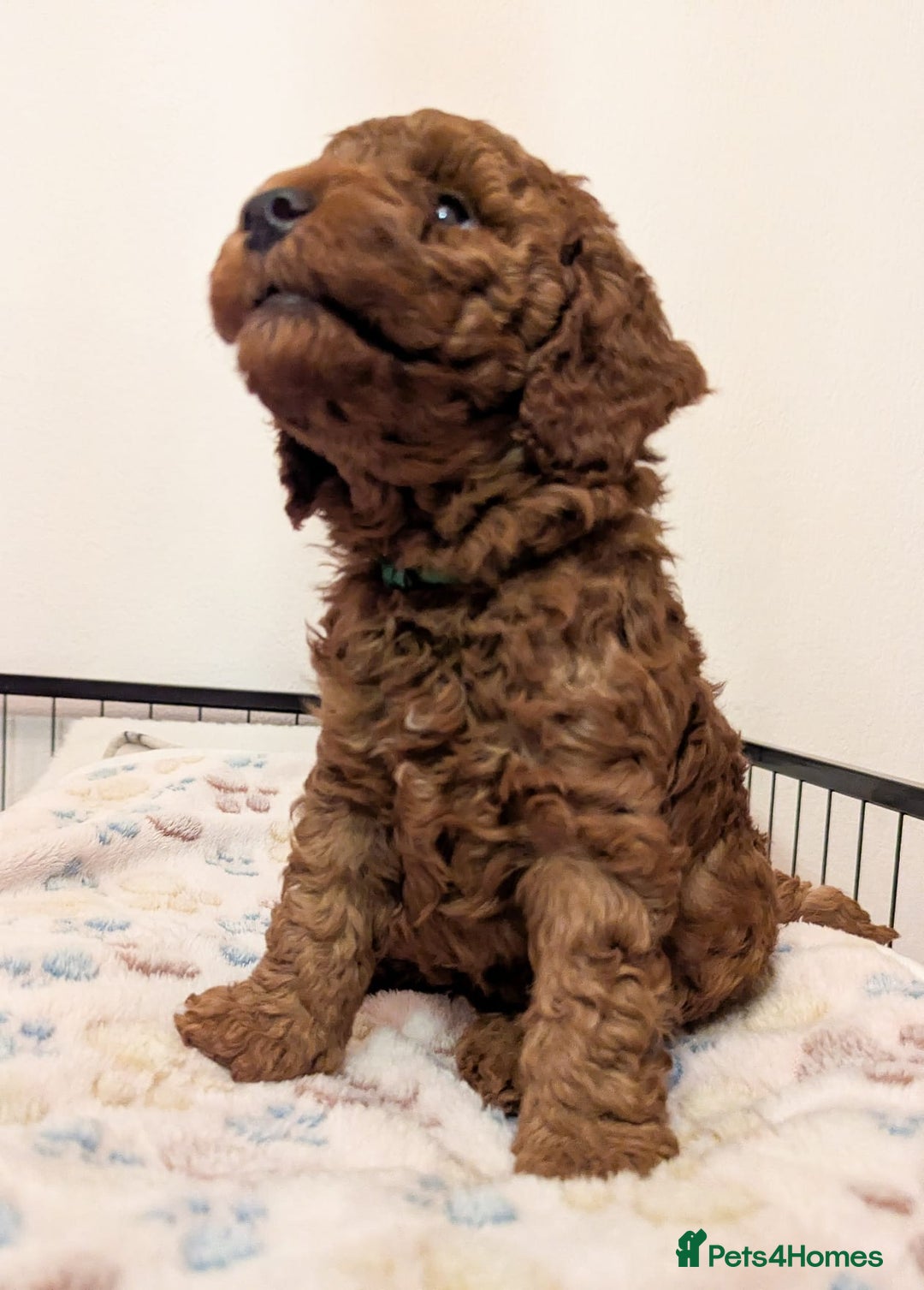 Miniature Poodle dogs for sale: Red miniature poodle pups-parentsDNA health tested - Advert 9