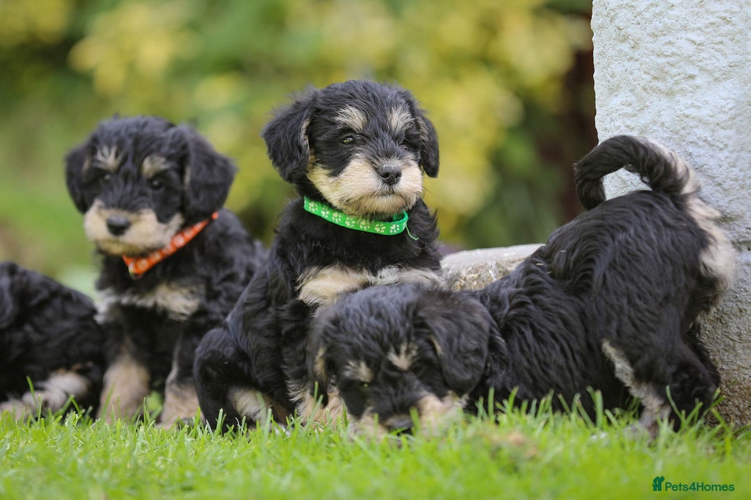 Mixed Breed dogs for sale: Schnoodle Puppies - Image 9