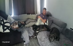 English Bulldog dogs for sale: Epic bullyz bulldog stella - Advert 11