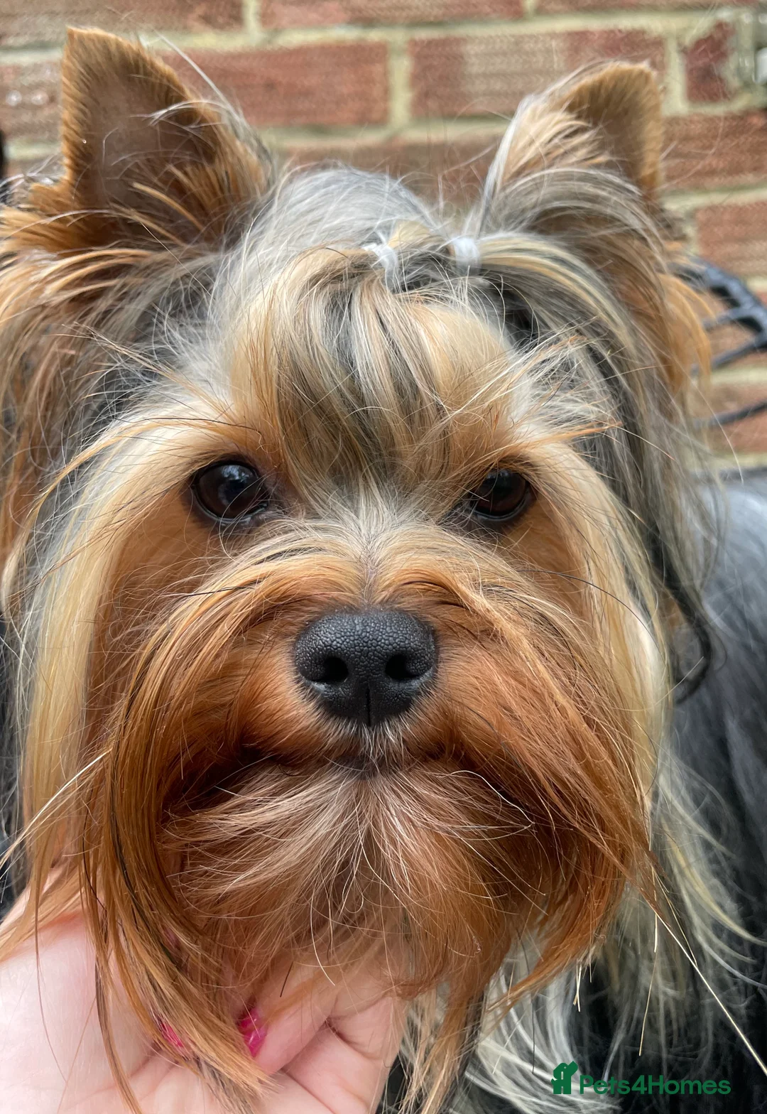 Yorkshire Terrier dogs for stud: Full pedigree Yorkshire Terrier for STUD in Caterham - Advert 6