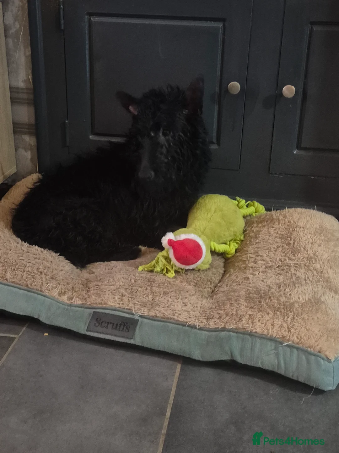 Scottish Terrier dogs for sale: Scottish terrier puppies  - Advert 12
