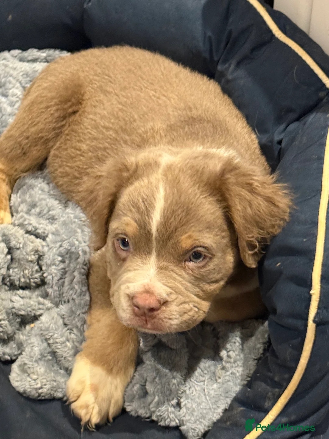 Old Tyme Bulldog dogs for sale: Olde English Fluffy bulldog puppies - Advert 12