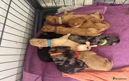 Labradoodle dogs for sale: Heal tested F1b miniature labradoodles - Image 18