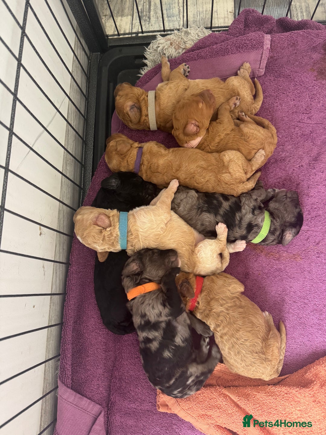Labradoodle dogs for sale: Heal tested F1b miniature labradoodles - Image 18