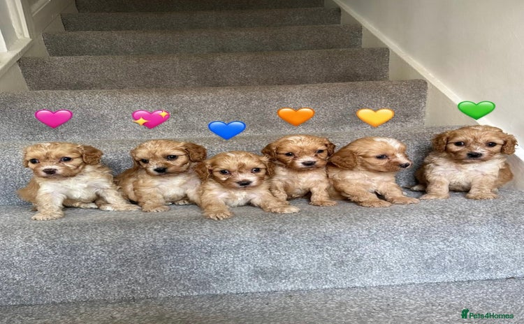Cavapoo dogs - Advert 1