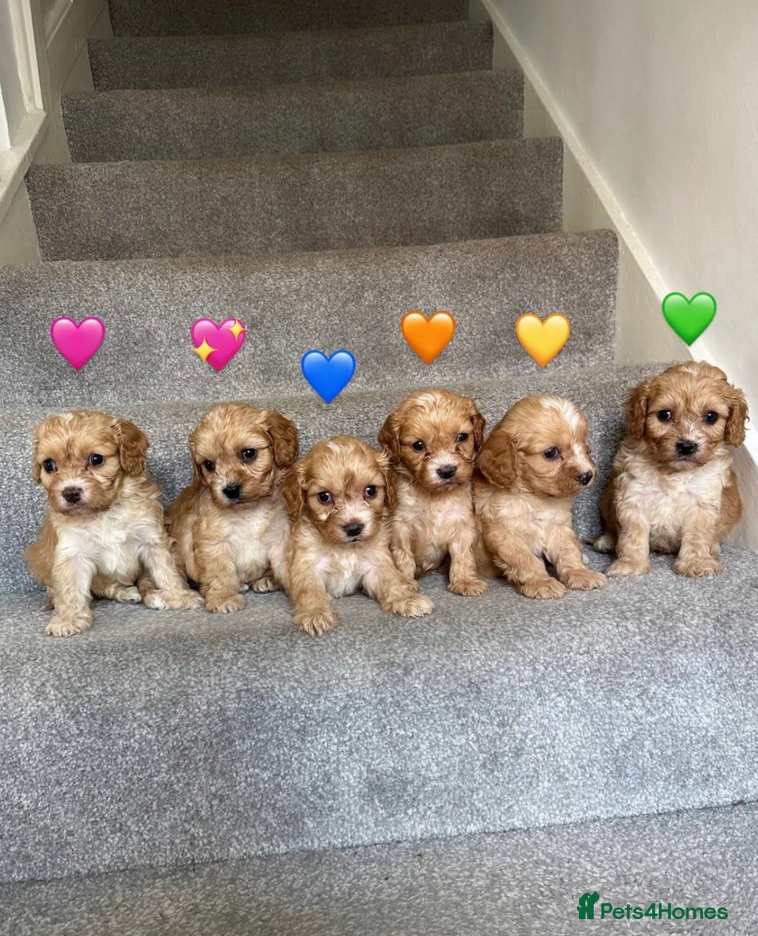Cavapoo dogs for sale: Wonderful beautiful f1 champagne cavapoo babies  - Image 1
