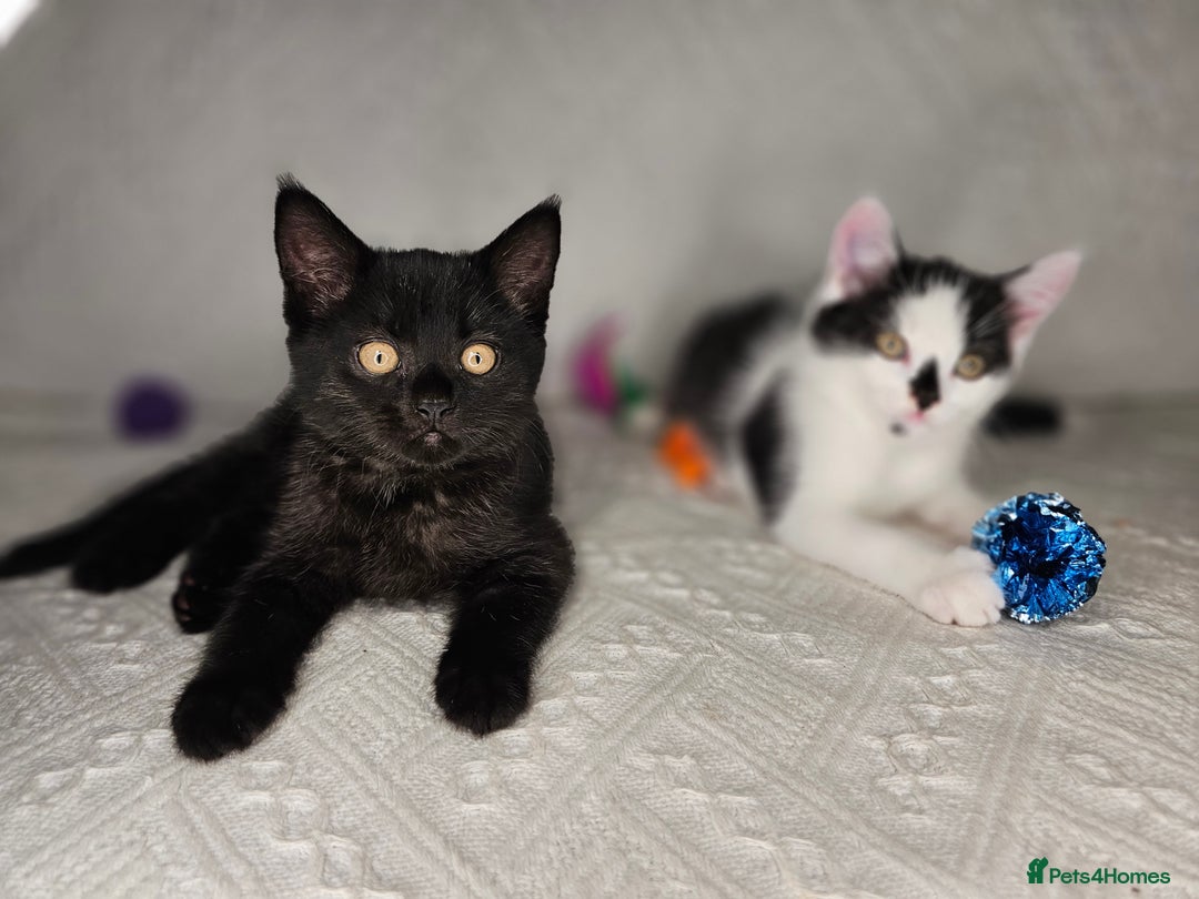 Scottish Fold cats for sale: Scottish straight x British short kittens  - Image 16