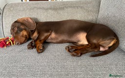 Miniature Dachshund dogs for sale: Blue needs new home  - Image 9