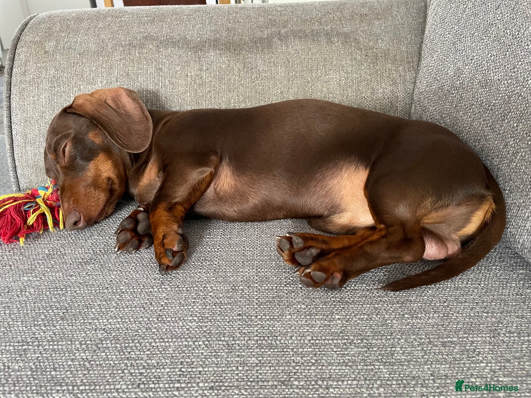 Miniature Dachshund dogs for sale: Blue needs new home  - Image 9