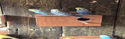Mixed Breed birds for sale: Birds  - Advert 21
