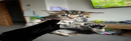 Mixed Breed cats for sale: Spiral tabby kittens 😍 in Hounslow - Advert 8