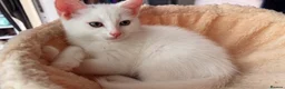 Domestic Shorthair cats for sale: Precious white cat for sale💕 - Advert 2