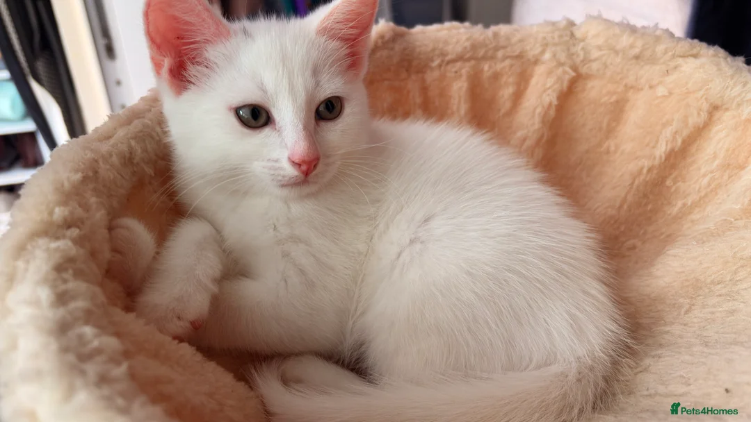 Domestic Shorthair cats for sale: Precious white cat for sale💕 - Advert 2