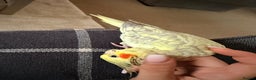Cockatiels birds for sale: Female tamed tail  - Advert 3