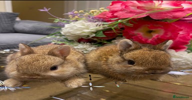 Netherland Dwarf rabbits - Advert 2