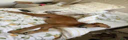 Mixed Breed dogs for sale: Saluki x Greyhound   - Advert 3