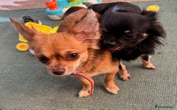 Chihuahua dogs for sale: Tiny Stunning Fluffy Chihuahua Puppy - Image 23