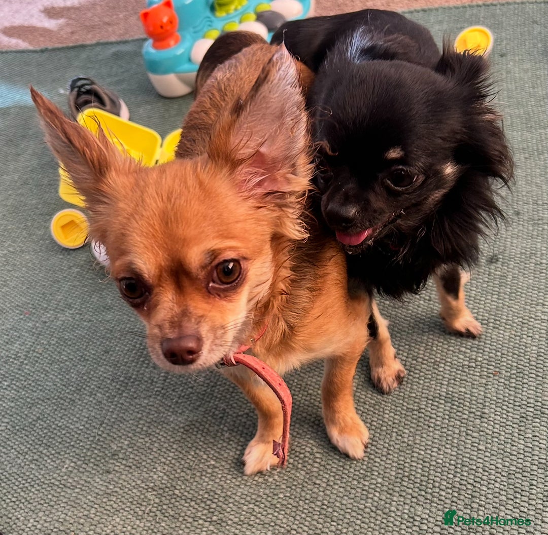 Chihuahua dogs for sale: Tiny Stunning Fluffy Chihuahua Puppy - Image 23