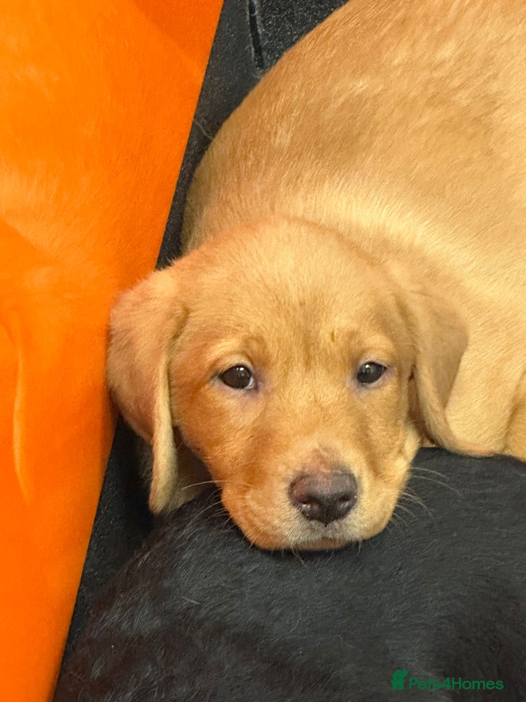 Labrador Retriever dogs for sale: Labrador Pupsfor Sale – Yellow, Chocolate, Black  - Image 20