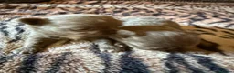 Chihuahua dogs for sale: Tiny stunning Russian Chihuahua’s   - Advert 20