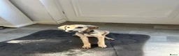 Lurcher dogs for sale: Girl saluki greyhound  - Advert 4