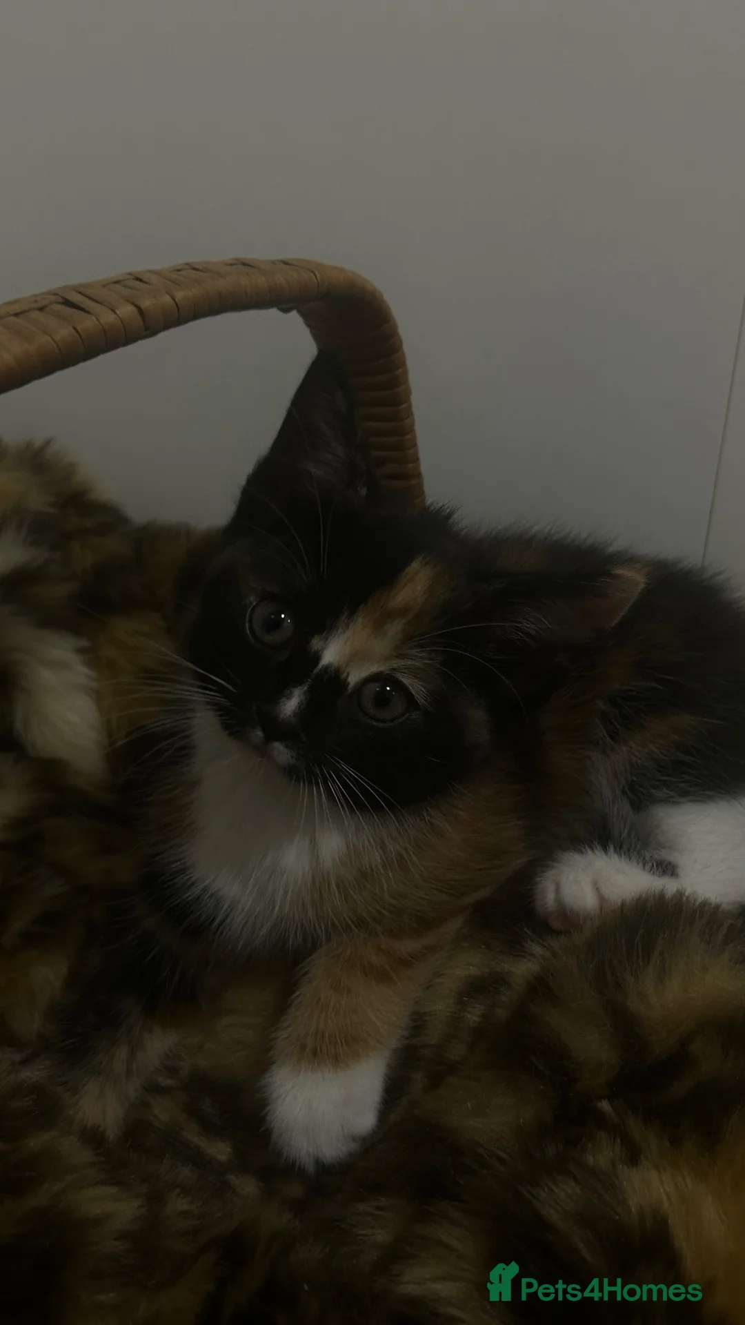 Mixed Breed cats for sale: Fluffy Long-Haired Kittens Seeking Loving Homes - Advert 2