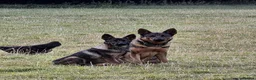 German Shepherd dogs for sale: Working-Line German Shepherd Bitch – 24 Weeks in Blackwood - Advert 3