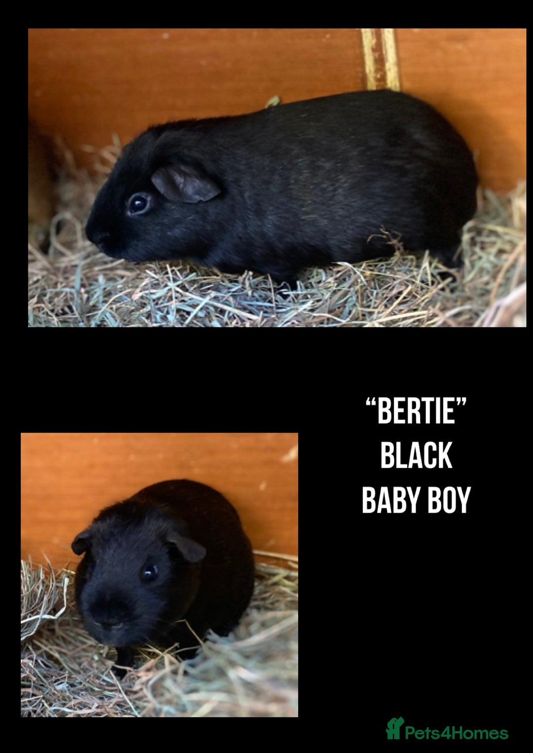 Guinea Pig rodents for sale: Pretty mix of baby boy Guineapigs ready now  - Advert 2