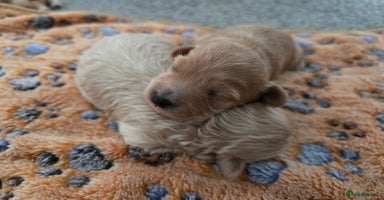 Maltipoo dogs - Advert 2