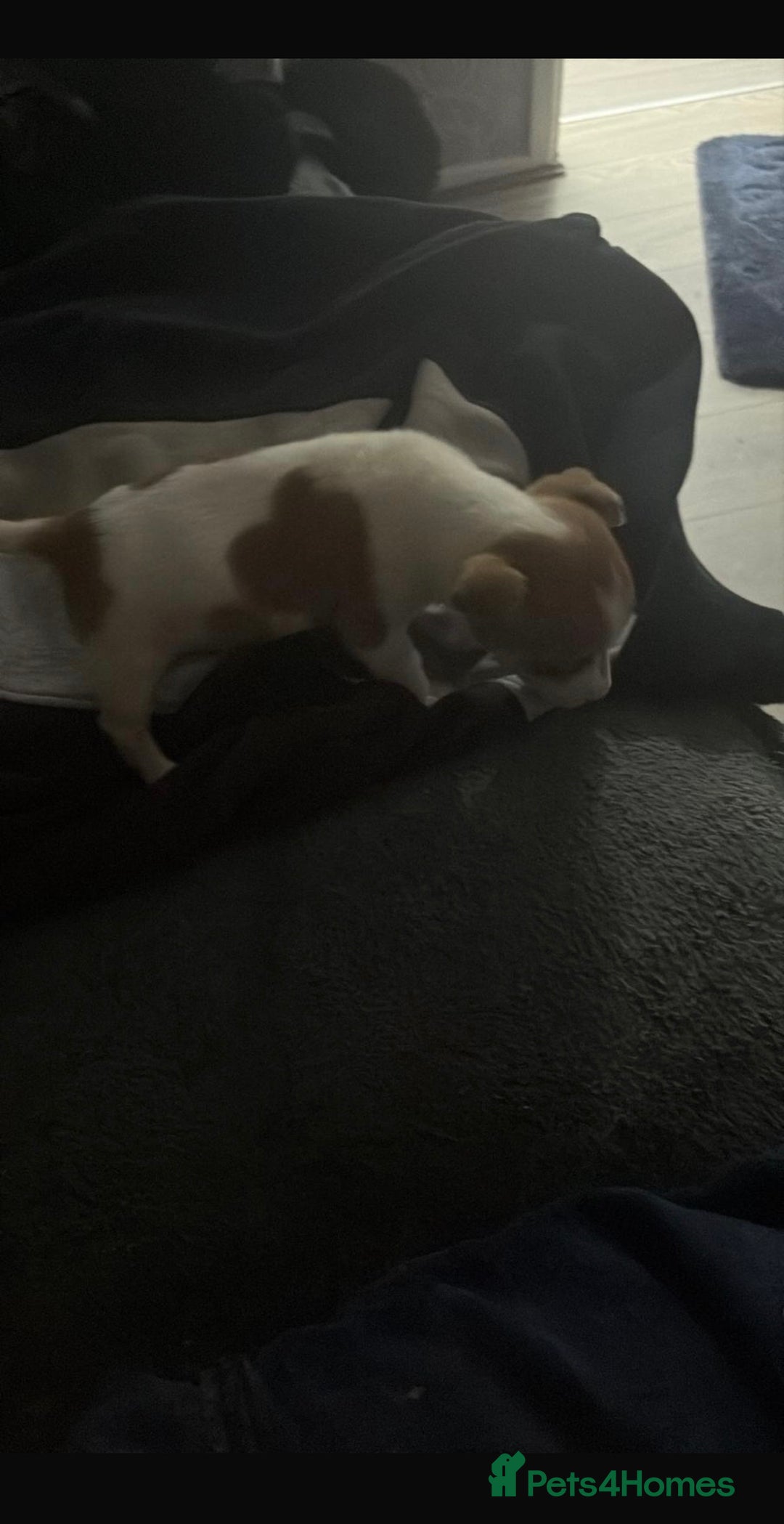 Jack Russell dogs for sale: Tyson the little jack Russel  - Advert 2