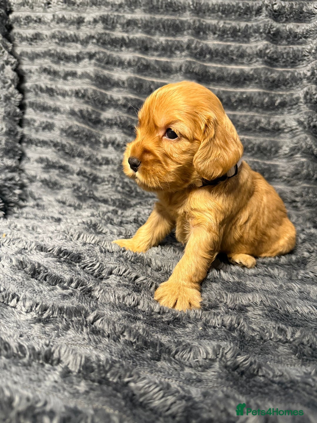 Cockapoo dogs for sale: F1 RARE VILLASPANIOL CHAMPION LINE  COCKAPOOS  - Advert 7