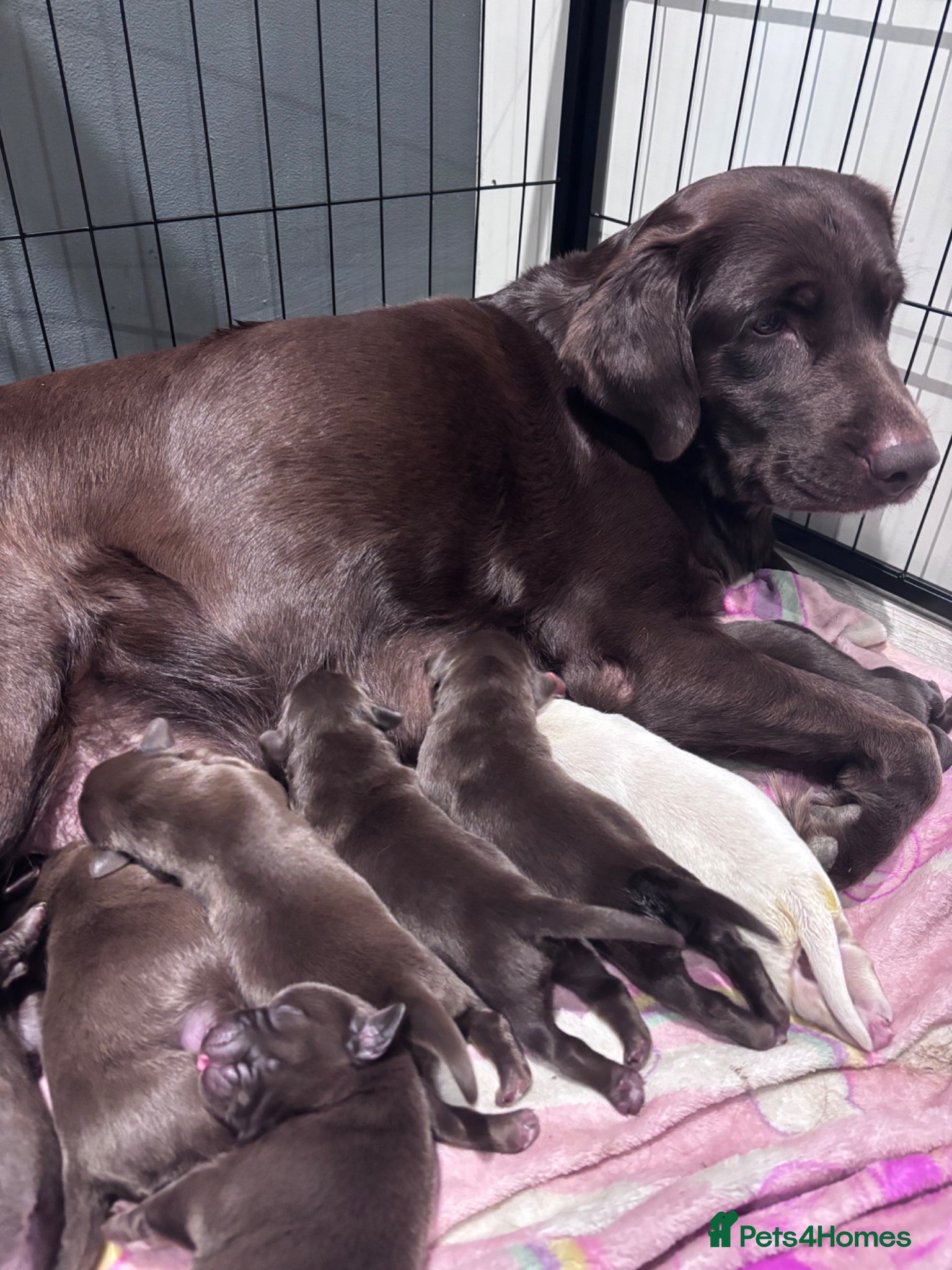 Labrador Retriever dogs Stunning Labrador Puppies   - Advert 3