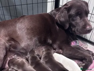 Labrador Retriever dogs Stunning Labrador Puppies - Advert 1