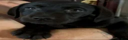 Labrador Retriever dogs for sale: Beautiful Labrador Puppies ready now - Advert 11