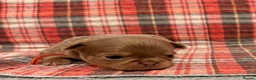 Chihuahua dogs for sale: 4 gorgeous longhaired apple head chihuahua pups - Advert 20