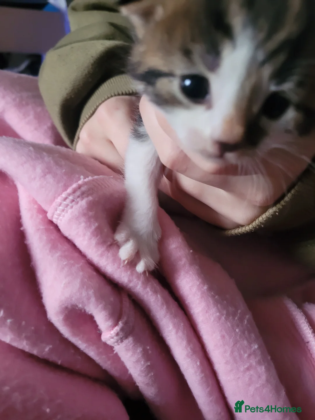 Mixed Breed cats for sale: Kittens for sale  in Grangemouth - Advert 1