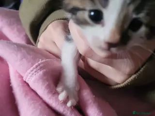 Mixed Breed cats Kittens for sale - Advert 11