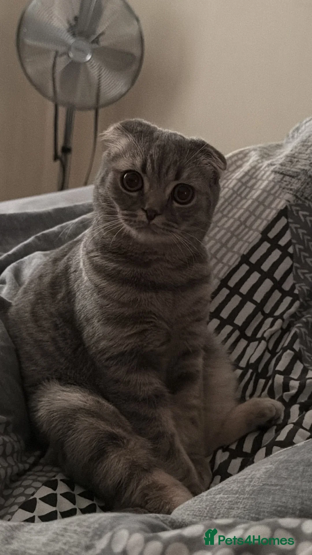 Scottish Fold cats for sale: Stunning Scottish Fold  - Advert 14