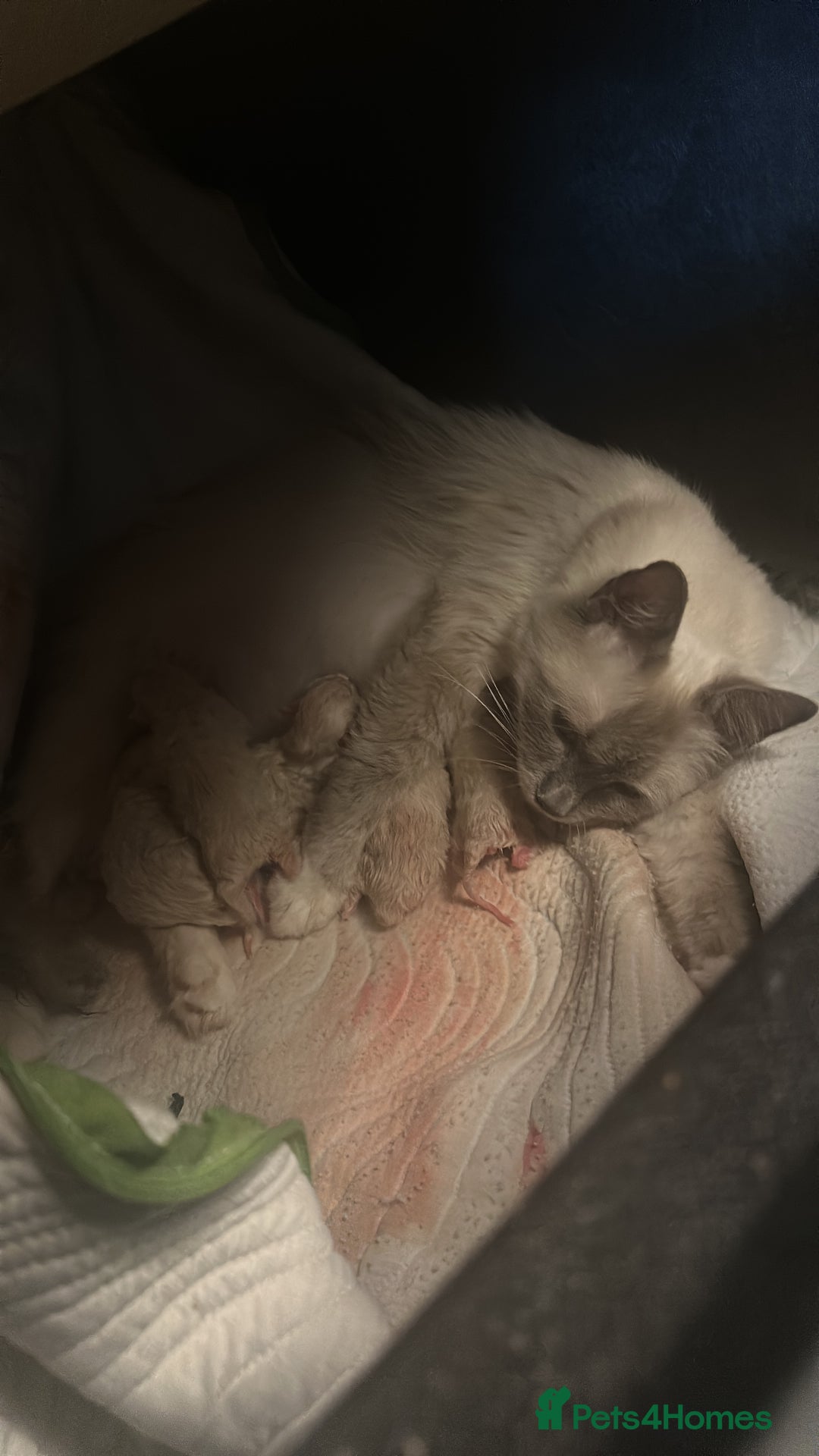 Ragdoll cats for sale: Ragdoll kittens  - Image 3