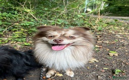 Pomeranian dogs for stud: Beautiful Rare Merle Pomeranian For Stud in Chesterfield - Image 17