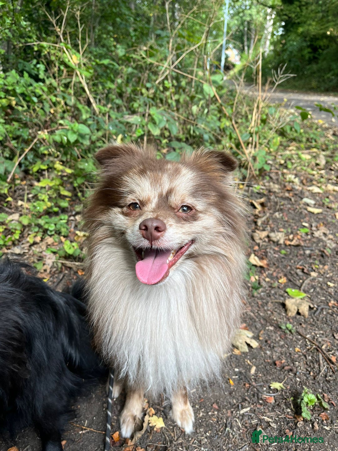 Pomeranian dogs for stud: Beautiful Rare Merle Pomeranian For Stud in Chesterfield - Image 17