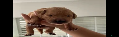 Golden Retriever 4