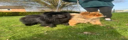 Chow Chow dogs for sale: male and a female chow chow, full KC paperwork in Doncaster - Advert 3