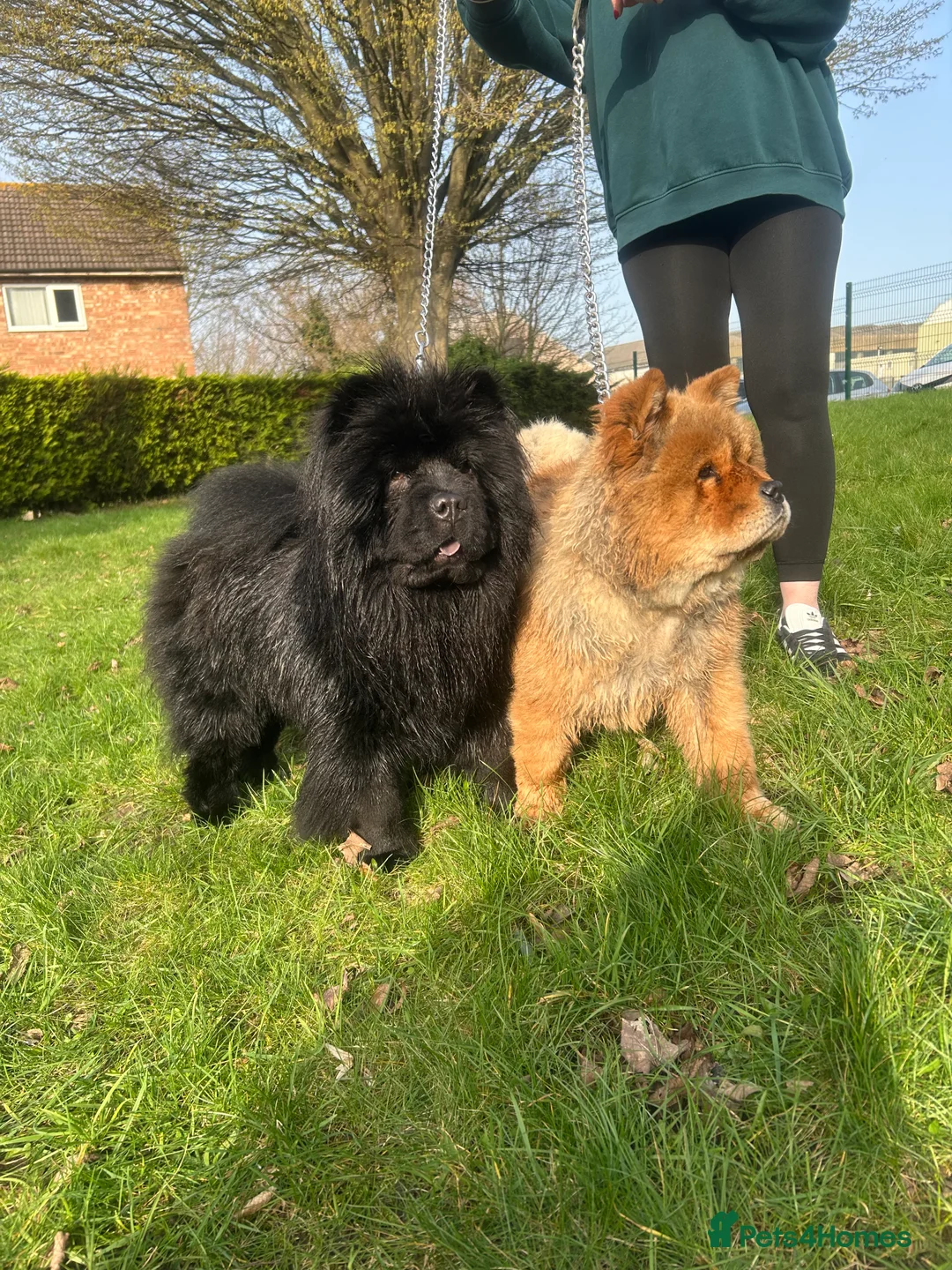 Chow Chow dogs for sale: male and a female chow chow, full KC paperwork in Doncaster - Advert 3