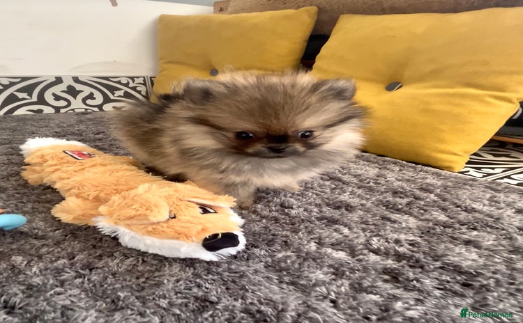 Pomeranian dogs - Advert 1