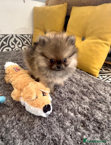 Pomeranian dogs - Advert 1