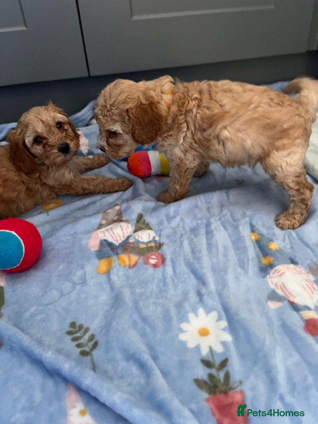 Cavapoo dogs for sale: * Cavapoo Boys available * - Image 1