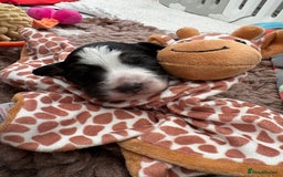 Bordoodle dogs for sale: Bordoodle Pups - Image 31